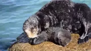 Mother Otter Protects Baby