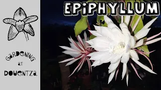 Epiphyllum || Everything You Need to Know || care, water, fertiliser, pruning, problems, avoid spots