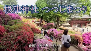 根津神社 つつじまつり [4K]