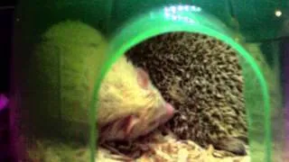 Hedgehog Mating Ritual