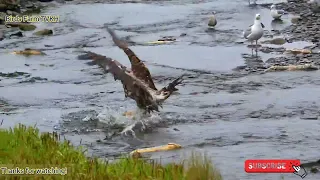 TVKH - Amazing Videos Birds Fishing the Salmon Derby