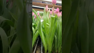 Тюльпаны 🌷 2 марта 🌷