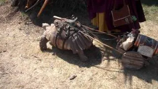 Tortoise Drawn Cart at Renaissance Fair