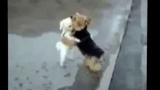 Dog dancing Dancing! Собака танцевака!