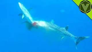 BARAKUDA — tukang daging laut yang bisa membunuh manusia! Barakuda vs manusia, pelikan dan lionfish!