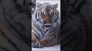 Siberian 🐅 tiger in snow #tigerlovers #love #pyar