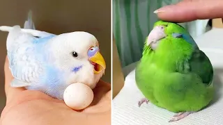 Baby Animals 🔴 Funny Parrots and Cute Birds Compilation (2021) Loros Adorables Recopilación #47