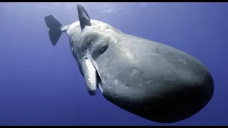 Sperm Whale Attempts To Communicate With Robotic Spy Whale!