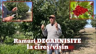 Cum procedăm cu un cireș/vișin unde avem ramuri degarnisite