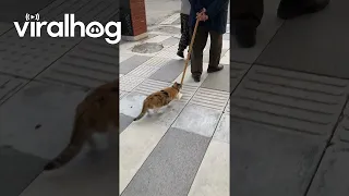 Cat Tries Catching Gentleman's Cane || ViralHog