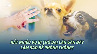 Rất nhiều vụ bị chó dại cắn gần đây, làm sao để phòng chống? | VTV24