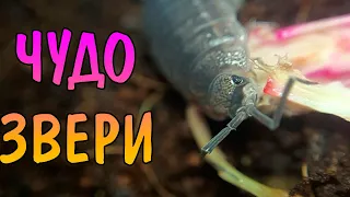 ОХ УЖ ЭТИ "БЕЗОБИДНЫЕ" МОКРИЦЫ. КАК ЕДЯТ МОКРИЧКИ. Wood louse