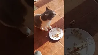 Bellissimo gatto 🐈 mangia crocchette e miagola - meraviglioso gatto su YouTube simpatico animaletto