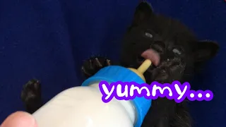 Japanese Kitten gulping down milk.The Kitten's licking tongue is so cutie.