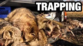 Raccoon and Muskrat Trapping 2019 | Ponds and Creeks