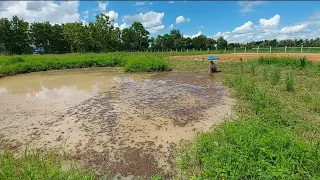 ငါးကန်ထဲကိုနွား​ချေးသွန်ထည့်ရတဲ့အ​ကြောင်းရင်း...#Mesirifarm #ငါးကန်