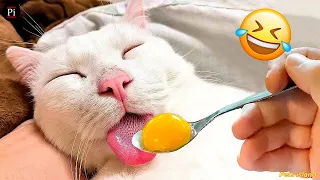 Funny Animal Videos 2024 😅 - Funniest Dogs and Cats Videos 😁 Ep 38