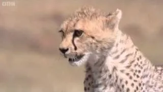 Cheetah Attacks Gazelle | Big Cat Diary | BBC