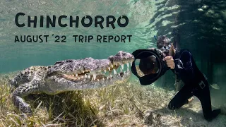 Diving with Crocodiles at Chinchorro Banks (4K)