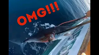 Caught the Mako shark that ate our Bluefin tuna!!! (Mako Frenzy Part 2 of 3)