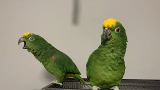 Parrot Talking and then...smh | Amazon Parrot