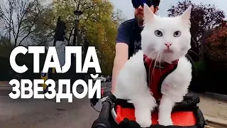 Глухая кошка, которая гуляет на велосипеде
