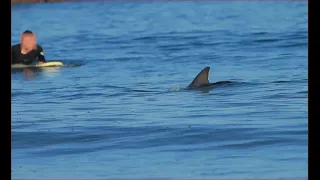 Un dauphin perdu sauve par deux paddles au kernevel