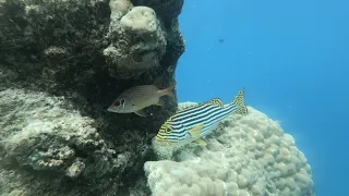 Vilamendhoo - House Reef Snorkeling - Maldives