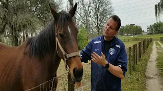 Horse kisses Man