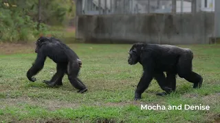 The Wildlife Waystation chimps explore their new home