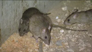 Downtown San Diego residents say rat population is 'exploding'