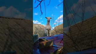 Коза на крыше