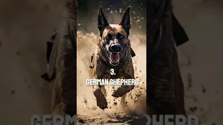 Top 10 Most Dangerous Dog Breeds In The World 🌎 2024 ☠️ #dogs #dog #shorts #top10 #Viral #short