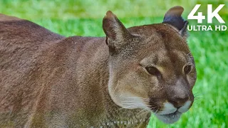 Becoming a Hunter | Puma! Elusive Hunter of the Andes | NatureLax