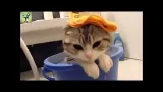 Смешные Кошки и Вода ( funny cats  )