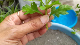 पुराने  गुलदाउदी के पौधे से कटिंग लगाने का सही समय और सही तरीका।chrysanthemum cutting growing method