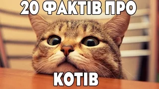 20 фактів про котів