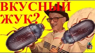 Как Разводить Вкусного и Полезного Жука Знахаря?