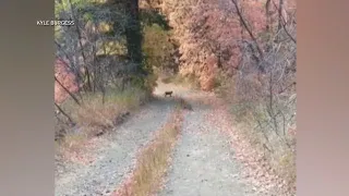 Cougar follows Utah hiker in terrifying six-minute video