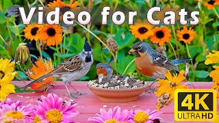 Cat TV for Cats to Watch 😸 Chipmunks, Birds, Squirrels enjoy the warm spring🦜 8 Hours 4K HDR 60 FPS