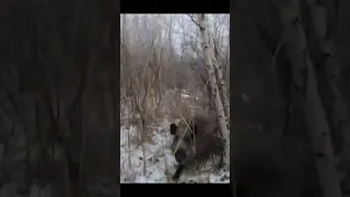 Кабан опасно вышел на охотника! #shorts #hunting