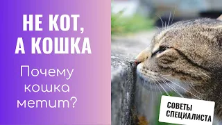 Не кот, а кошка. Почему кошка метит территорию?