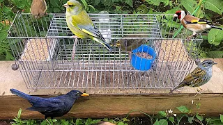 Multi Traps Cage For Hunting A Lots Of Birds Without Stopping Till Get Full #birds #trap #trending