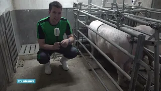 18 maart  2023 - varkensflats in China - Roland Smid RTL Nieuws