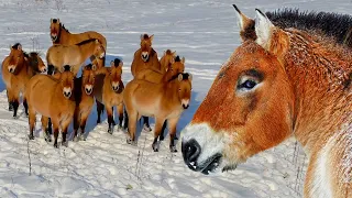 Przewalski's horses in the Chernobyl zone in winter | Film Studio Aves