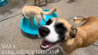 🐾Daycamp on May 4🐾