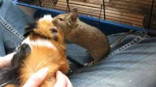 Degu and guinea pig become friends