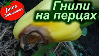 ПОЧЕМУ ГНИЮТ ПЕРЦЫ (Вершинная гниль)