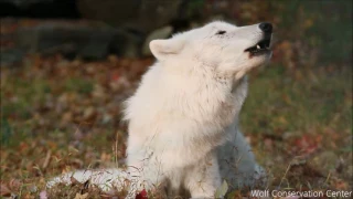 Autumn Wolf Howls