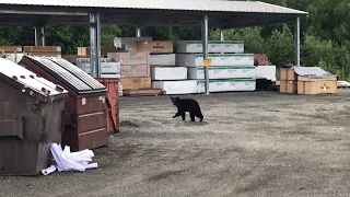 Black Bear Hops out of Dumpster || ViralHog